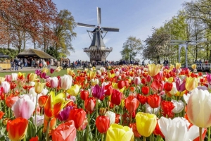 Holandia + Ogrody Keukenhof